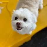 Sylo, my dog